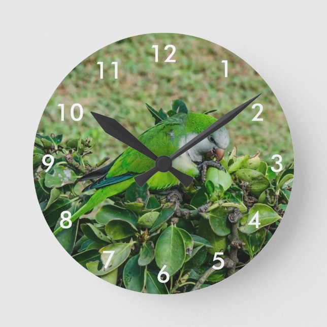 Green parrot round clock (Front)