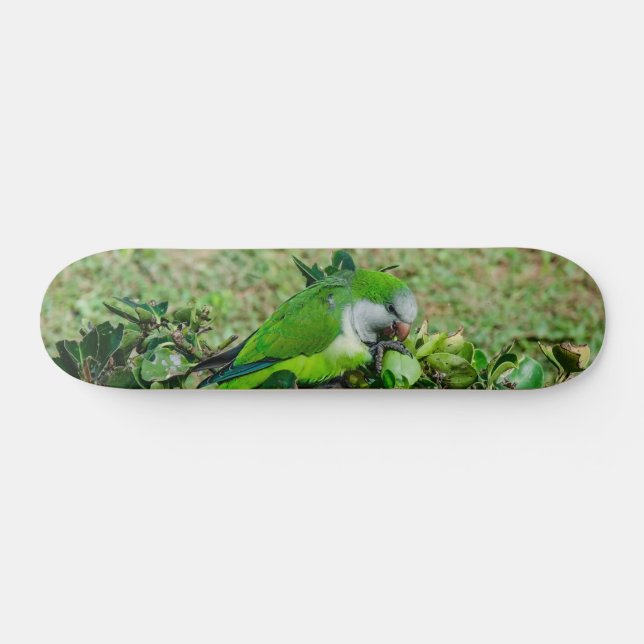 Green parrot skateboard (Horz)