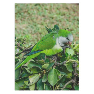 Green parrot tablecloth