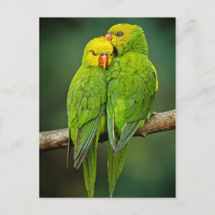 Green Parrots Love Birds Photography Postcard