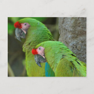 Green Parrots Postcard
