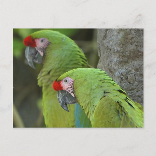 Green Parrots Postcard (Front)