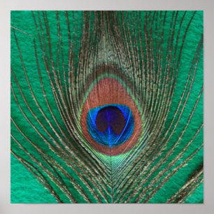 Green Peacock Feather Poster