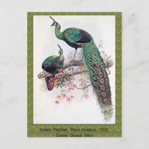 Green Peafowl, Pavo muticus, 1872 monograph of Pha Postcard
