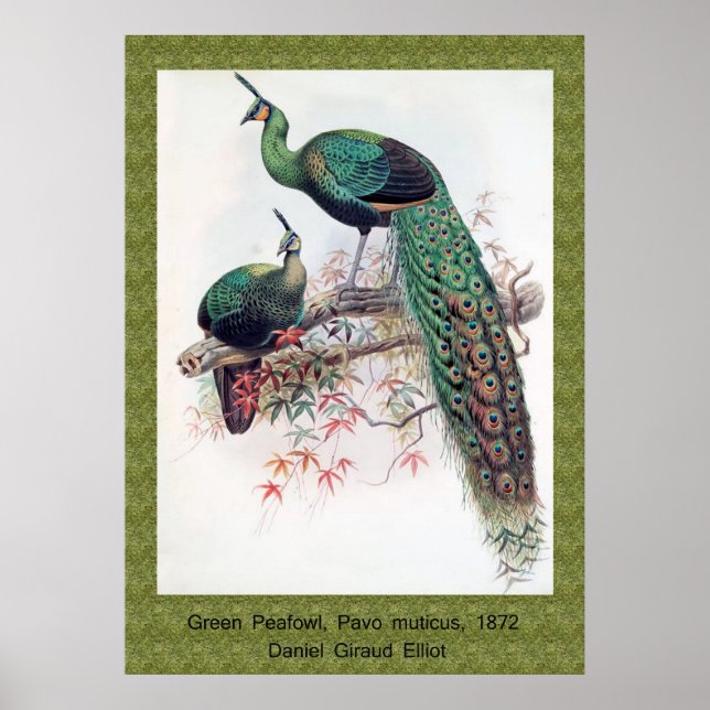 Green Peafowl, Pavo muticus, 1872 monograph of Pha Poster (Front)