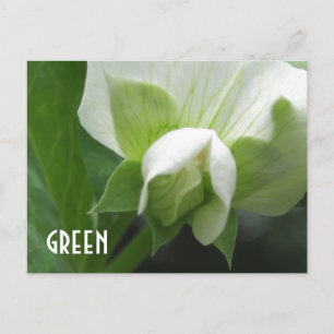 GREEN peas Pea Blossom custom template postcard