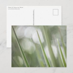 Green Plant Nature Photo Postcard