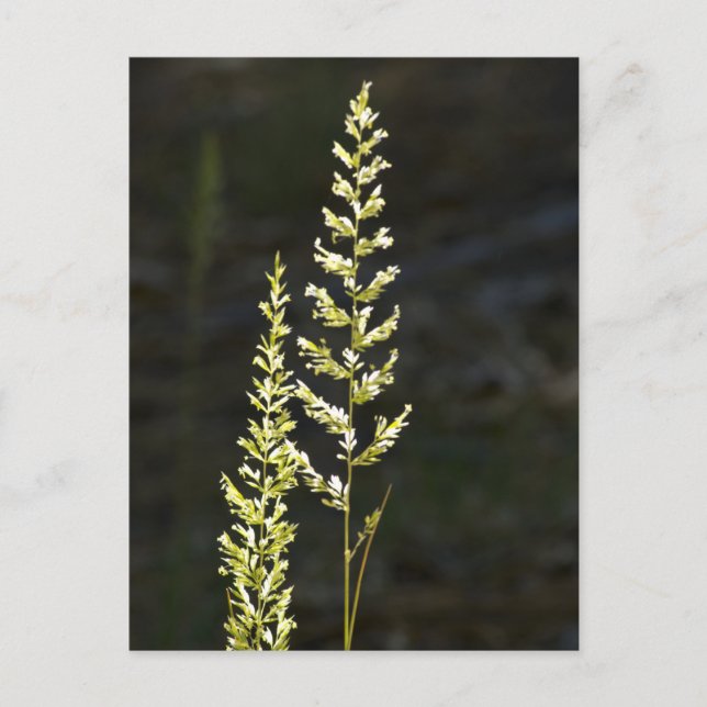 Green Plant Postcard (Front)