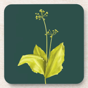 Green Plant Wild Garlic Botanical Coaster