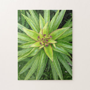 Green Pointed-Leaf Plant Puzzle by Darin Jones