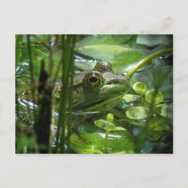 Green Pond Frog Postcard (Front)