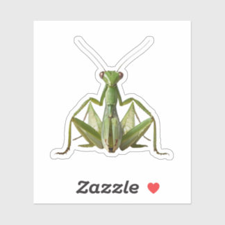 Green Praying Mantis