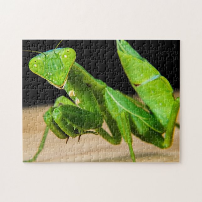 Green Praying Mantis Close-up Photo Puzzle (Horizontal)