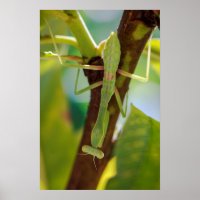 Green Praying Mantis Macro Photography Wall Art