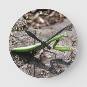 Green Preying Mantis on a Rock Round Clock