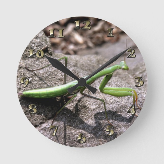 Green Preying Mantis on a Rock Round Clock (Front)