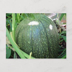 Green Pumpkin Postcard