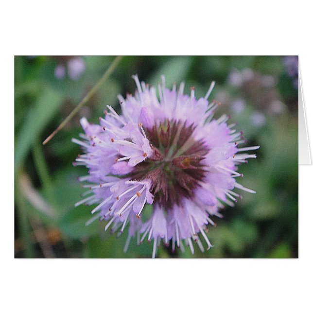 green purple flower ball, blank (Front Horizontal)