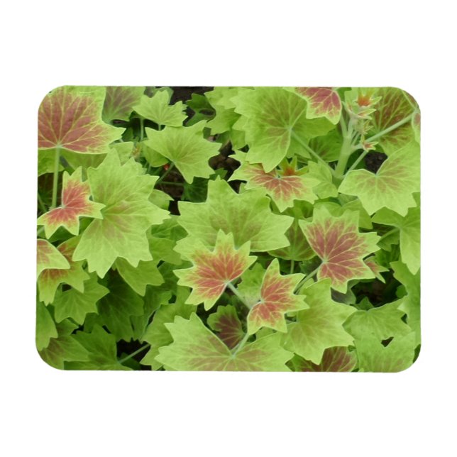 Green/Red Leafs 3"x4" Magnet (Horizontal)