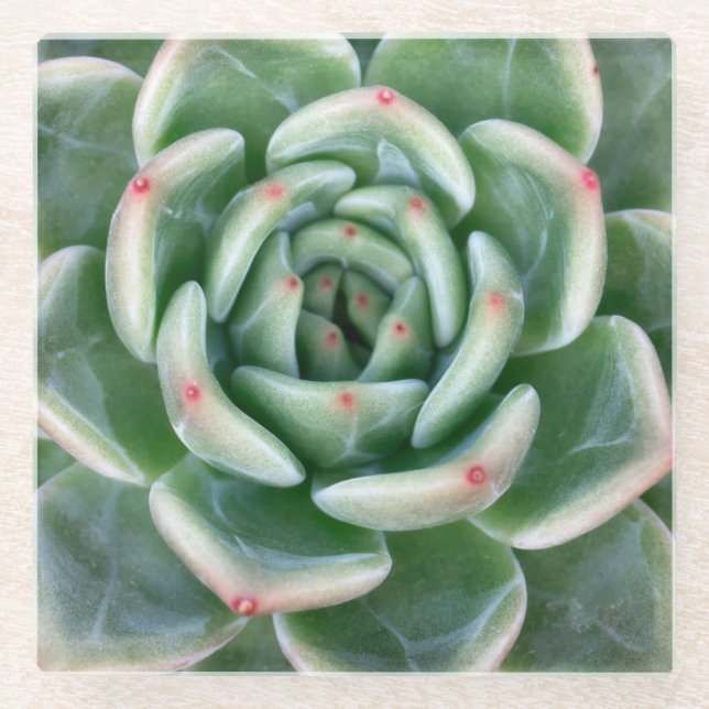 Green Red Tipped Succulent Glass Coaster (Front)