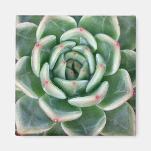Green Red Tipped Succulent Magnet