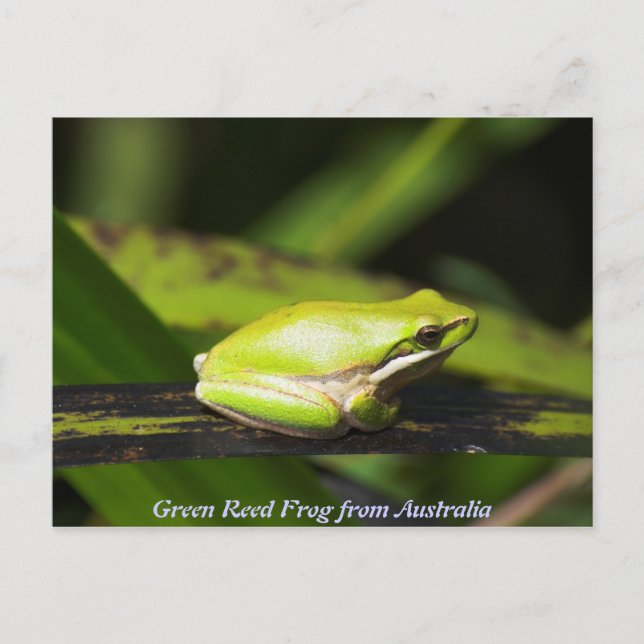 Green Reed Frog Postcard (Front)