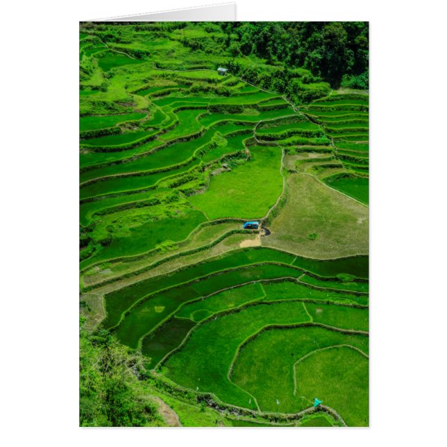Green Rice terraces, Philippines (Front)