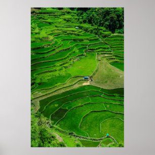 Green Rice terraces, Philippines Poster