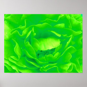 Green Rose Poster