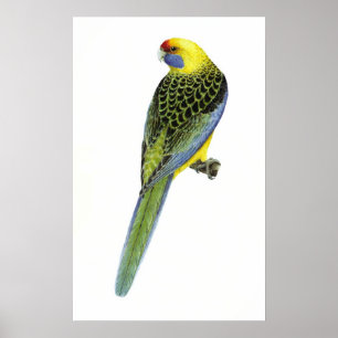 Green Rosella Male - Platycercus caledinicus Poster