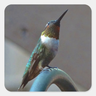 Green Ruby little Hummingbird Square Sticker
