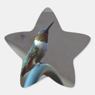 Green Ruby little Hummingbird Star Sticker