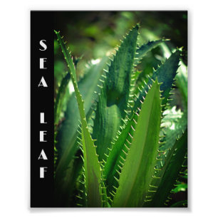 Green Sea Leaf Garden Plant Photo Print