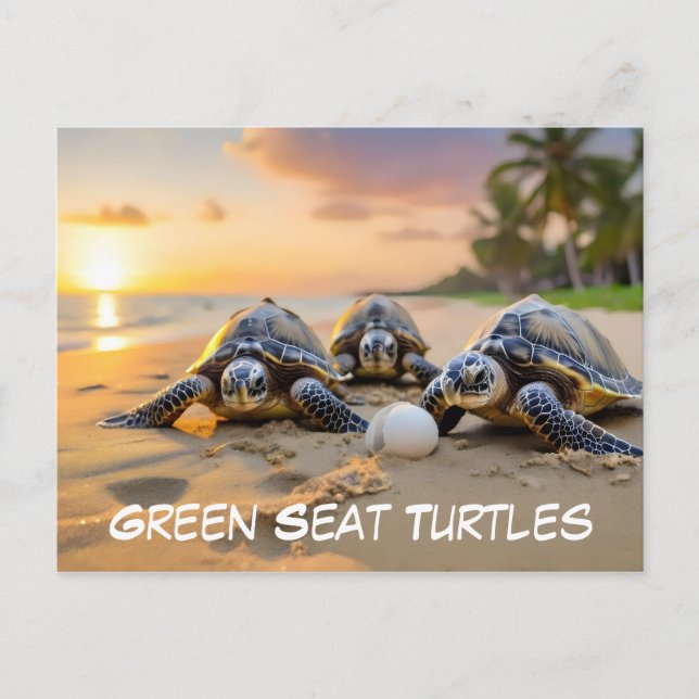 Green sea turles on beach with cracked egg postcard (Front)