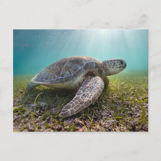 Green Sea Turtle At Dusk | Akumal Bay Postcard (Front)