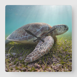 Green Sea Turtle At Dusk Akumal Bay Square Wall Clock