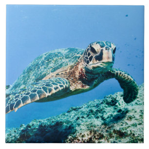 Green Sea Turtle Ceramic Tile