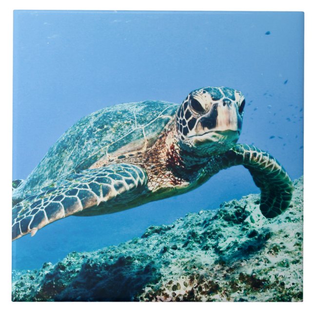 Green Sea Turtle  Ceramic Tile (Front)