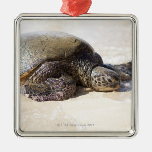 Green sea turtle Chelonia mydas) on the beach in Metal Tree Decoration