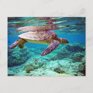 Green sea turtle (Chelonia mydas) Postcard