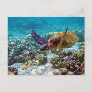 Green Sea Turtle Chelonia Mydas Swimming Postcard