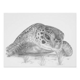 Green Sea Turtle Drawing Poster