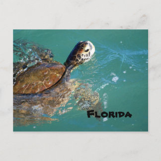 Green Sea Turtle, Florida Postcard