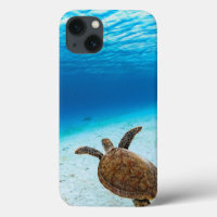 Green sea turtle, Green turtle, Sea turtle