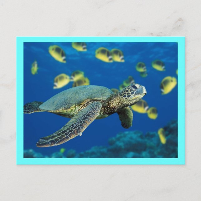 Green Sea Turtle Postcard (Front)