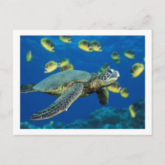 Green Sea Turtle Postcard