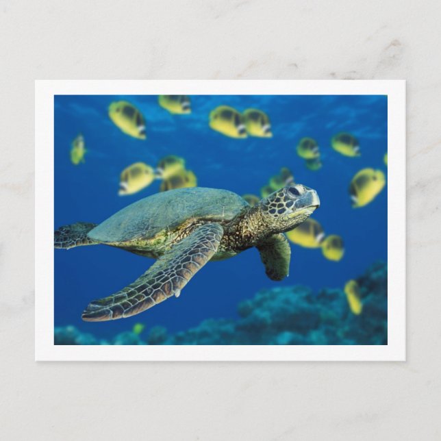 Green Sea Turtle Postcard (Front)