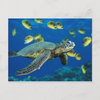Green Sea Turtle Postcard
