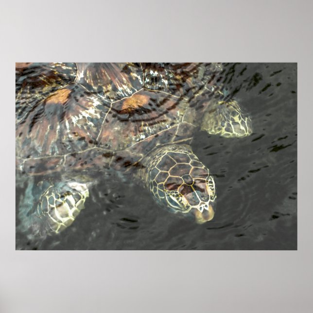 Green Sea Turtle Poster (Front)