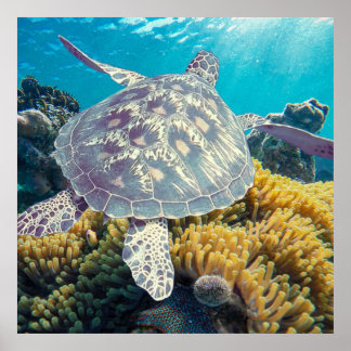 Green Sea Turtle Poster